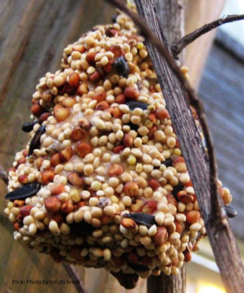 PineconeBirdfeeder500600