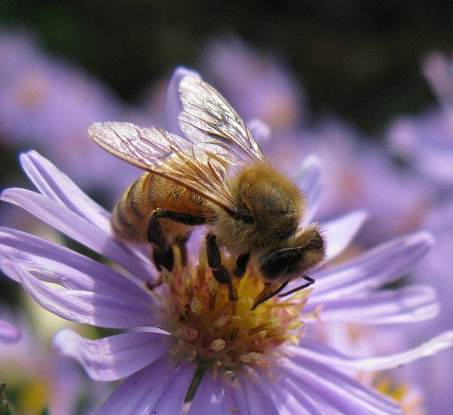 honeybee